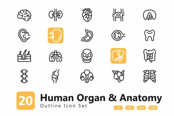 Human Organ Icon: A Practical Design Resource for Medical and Health Projects